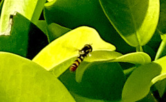 Ischiodon scutellaris