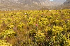 Protea compacta