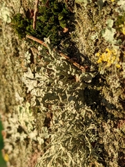 Ramalina fastigiata