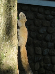 Callosciurus caniceps