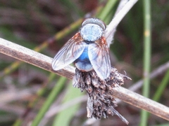 Calliphora dubia