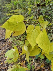 Dioscorea villosa