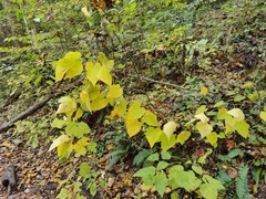 Dioscorea villosa
