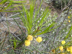Acacia rigens