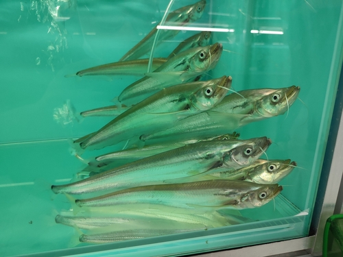 Sharkmouth catfish (Belodontichthys dinema) — Siluridae — 4