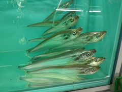 Belodontichthys dinema