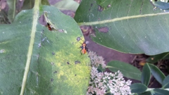 Asclepias syriaca