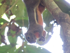 Callosciurus notatus