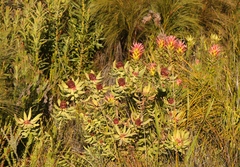 Leucadendron tinctum
