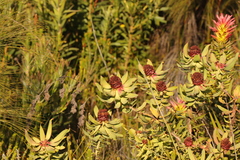 Leucadendron tinctum