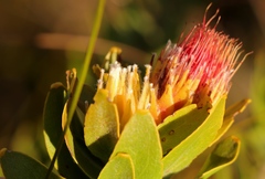 Leucospermum oleifolium