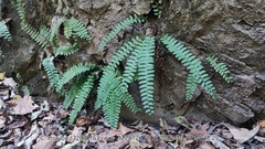 Polystichum craspedosorum