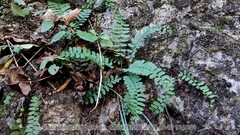 Polystichum craspedosorum