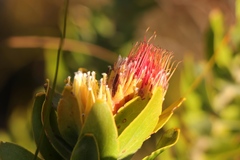 Leucospermum oleifolium