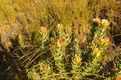 Leucospermum oleifolium