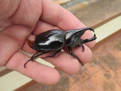 Xylotrupes