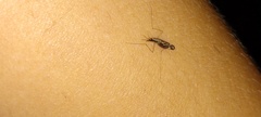 Anopheles punctipennis