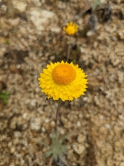Leucochrysum albicans