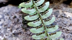 Polystichum craspedosorum