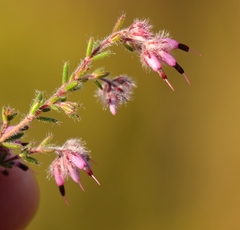 Erica eriocephala