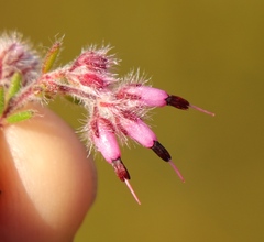 Erica eriocephala