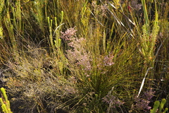 Erica eriocephala