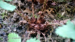 Polystichum craspedosorum