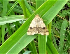 Heliothis phloxiphaga