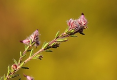 Erica eriocephala
