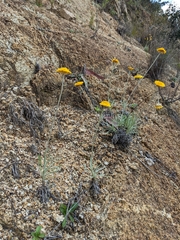 Leucochrysum albicans