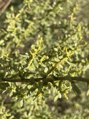 Baccharis