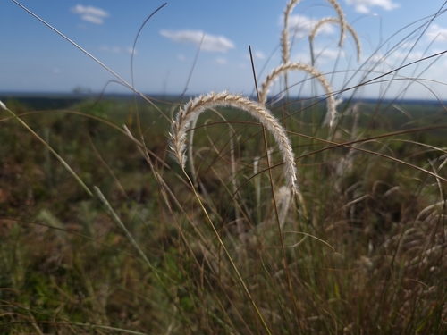 Wire Grass
