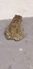 Sclerophrys capensis