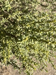 Baccharis