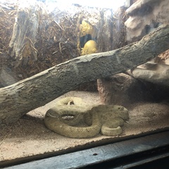 Crotalus