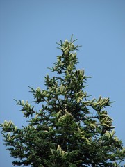 Abies × borisii-regis