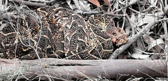 Bitis arietans