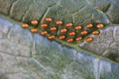 Anasa