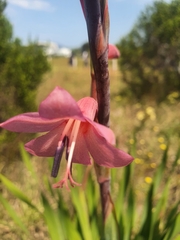 Watsonia borbonica