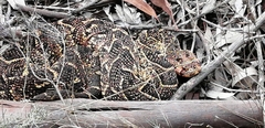 Bitis arietans