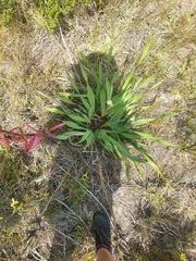 Watsonia borbonica