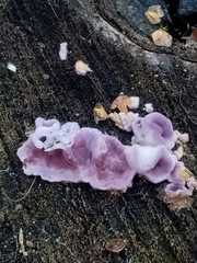 Chondrostereum purpureum