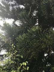 Araucaria