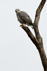 Buteo nitidus