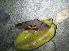 Thyas coronata