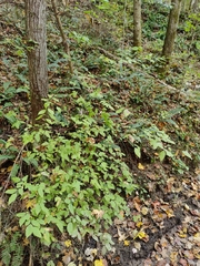 Vaccinium pallidum