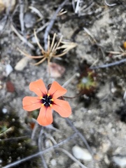 Drosera miniata