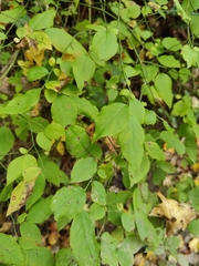Vaccinium pallidum