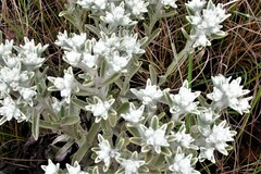 Helichrysum spiralepis