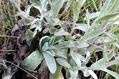 Helichrysum spiralepis